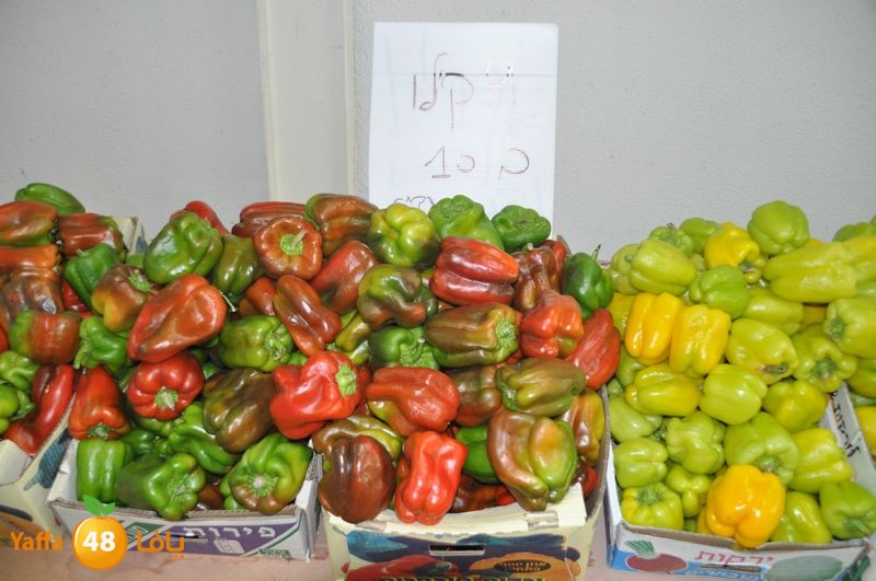 setona2y 830 (4).JPG